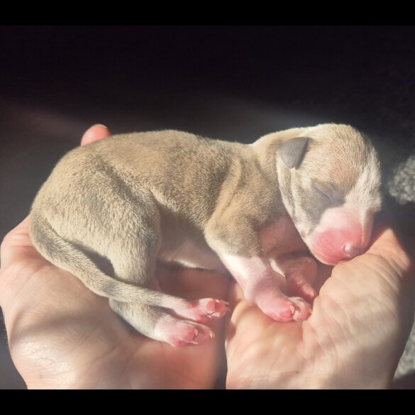 Whippet - Both