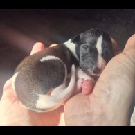 Whippet - Both