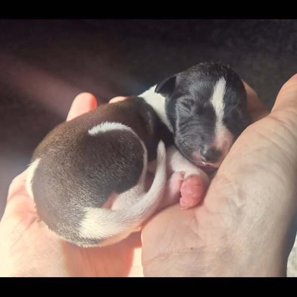 Whippet - Both