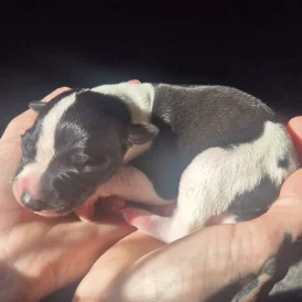 Whippet - Both