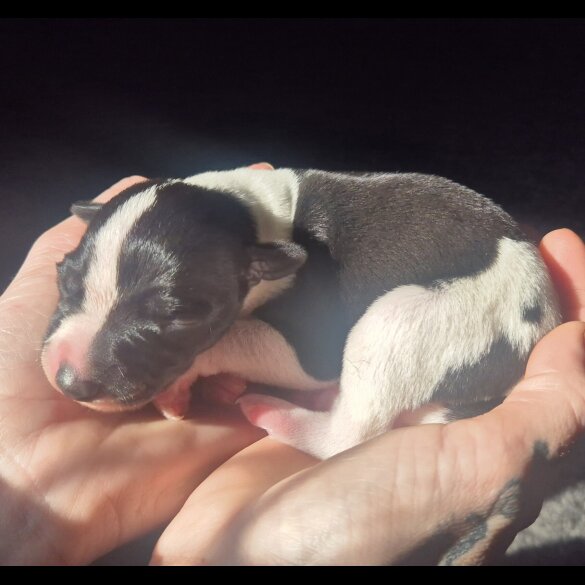 Whippet - Both