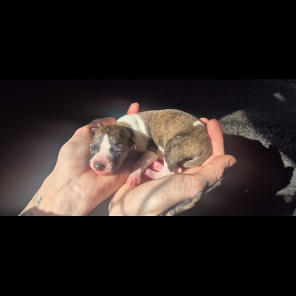 Whippet - Both
