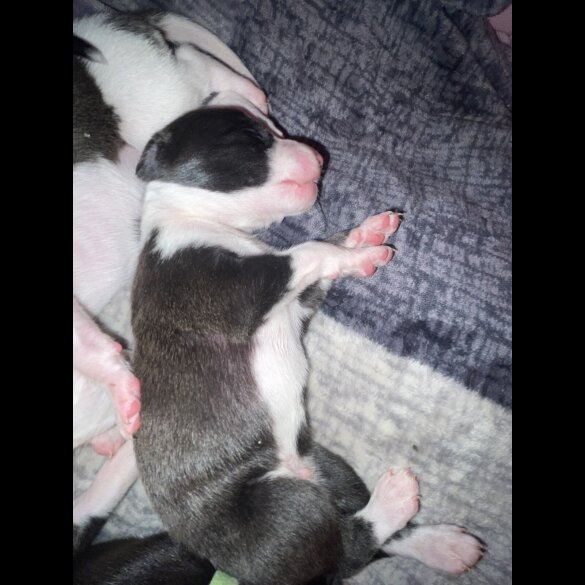 Whippet - Both
