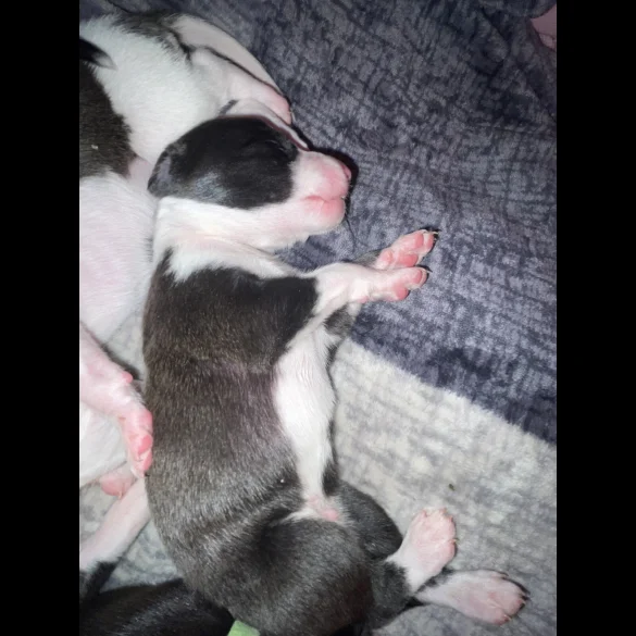 Whippet - Both