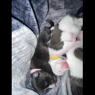 Whippet - Both