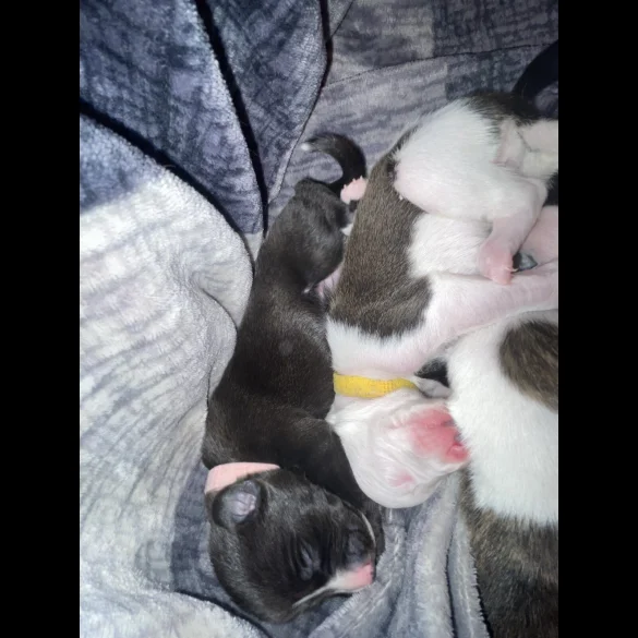 Whippet - Both