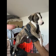Whippet - Both
