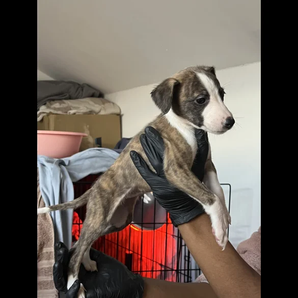 Whippet - Both