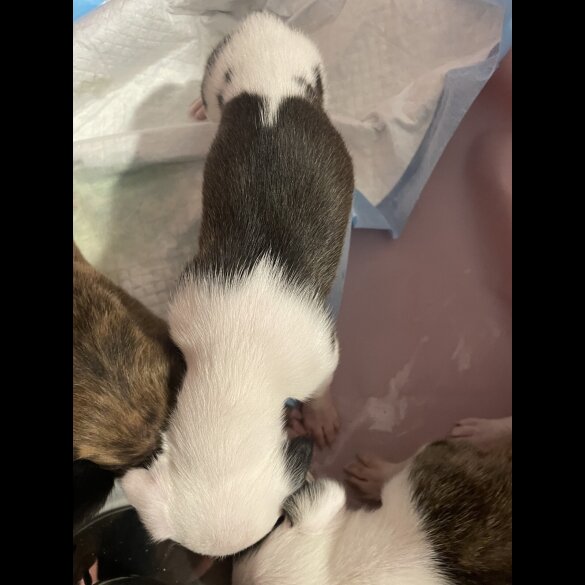 Whippet - Both