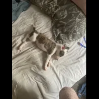 Whippet - Both