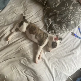 Whippet - Both