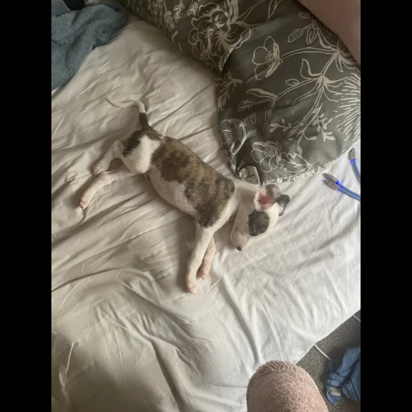 Whippet - Both
