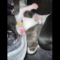 Whippet - Both