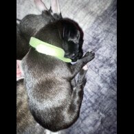 Whippet - Both