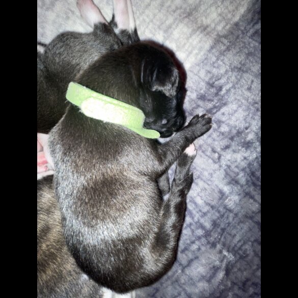 Whippet - Both