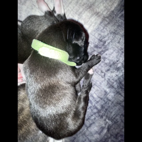 Whippet - Both