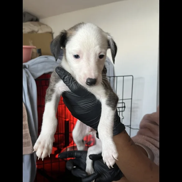 Whippet - Both