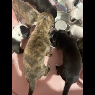 Whippet - Both