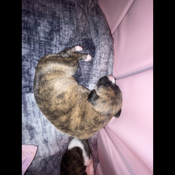 Whippet - Both