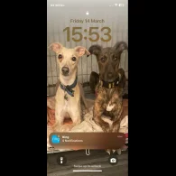 Whippet - Both
