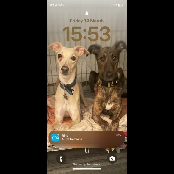 Whippet - Both