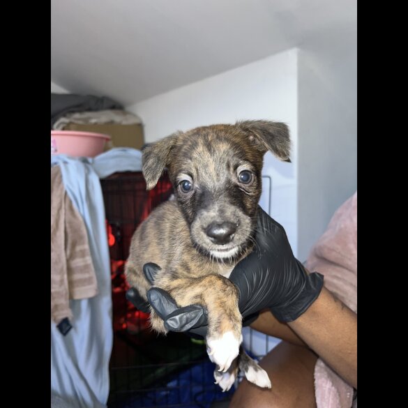 Whippet - Both