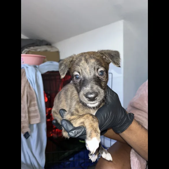 Whippet - Both
