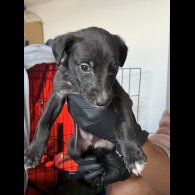 Whippet - Both