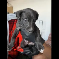 Whippet - Both