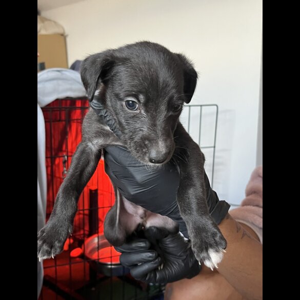 Whippet - Both