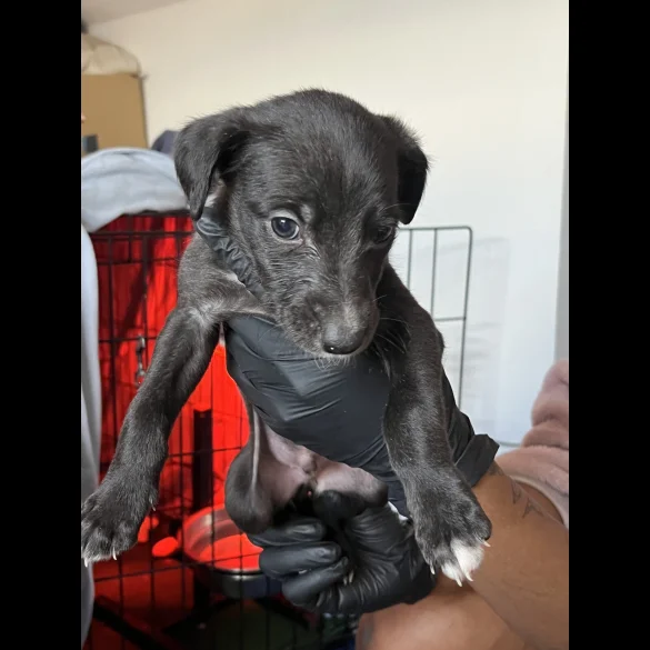 Whippet - Both