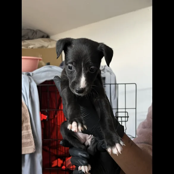 Whippet - Both
