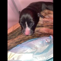 Whippet - Both