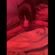 Whippet - Both