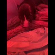 Whippet - Both