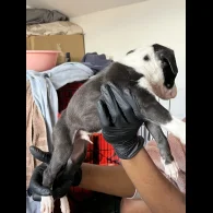 Whippet - Both