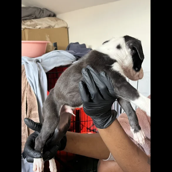 Whippet - Both