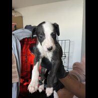 Whippet - Both