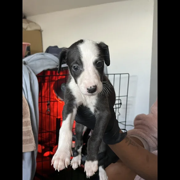 Whippet - Both