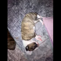 Whippet - Both