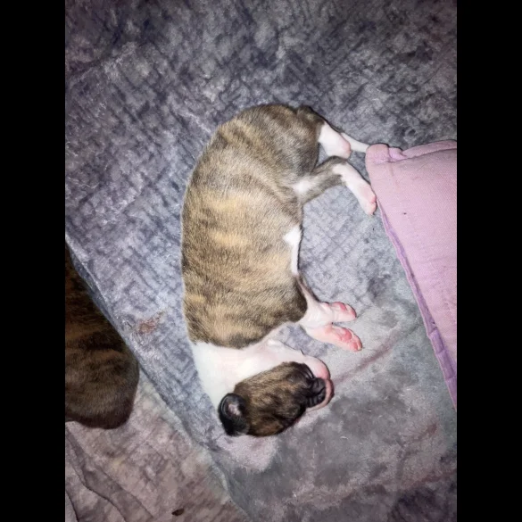 Whippet - Both