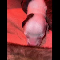 Whippet - Both
