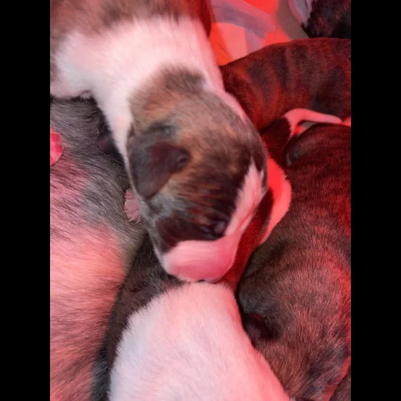 Whippet - Both