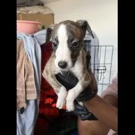 Whippet - Both