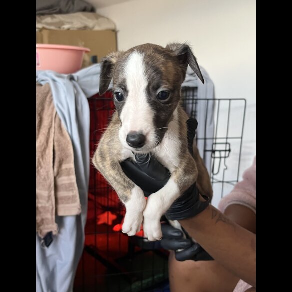 Whippet - Both