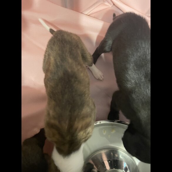 Whippet - Both