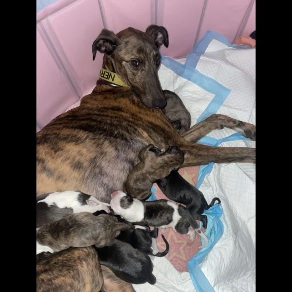 Whippet - Both