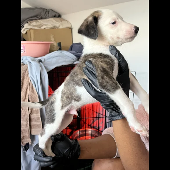 Whippet - Both