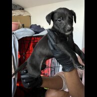 Whippet - Both