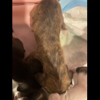 Whippet - Both